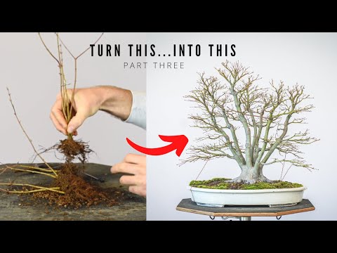 Видео: Бонсай из японского клёна из сеянцев | 3-летнее наблюдение | Bonsai-U