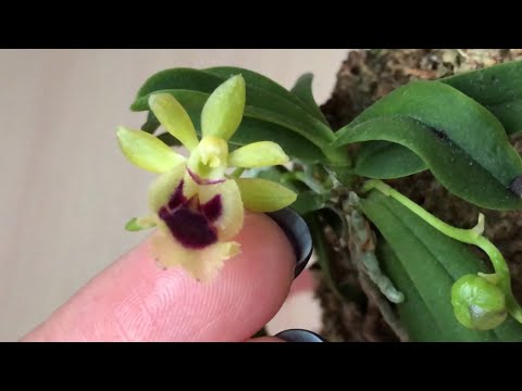 Видео: Миниатюрная орхидея Haraella retrocalla (Хараелла ретрокалла). Содержание и уход.