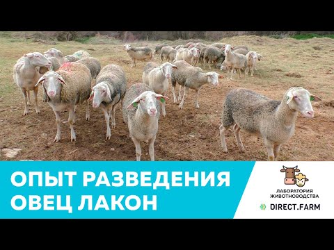 Видео: Опыт разведения, содержания и кормления молочных овец породы лакон