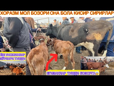 Видео: ХОРАЗМ МОЛ БОЗОРИ ЕГИЗАКЛАР КЕЛДИ  ОНА БОЛА КСИР СИГИРЛАР ВА ЁШ УНОЖИНЛАР НАРХЛАРИ САВДО КОП  КЎРИНГ