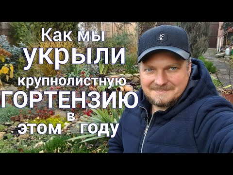 Видео: Что сделать для хорошей зимовки ГОРТЕНЗИИ крупнолистной.