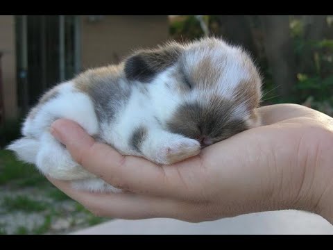 Видео: 🐕 Смешное и милое видео с животными для отличного настроения! 🐈 Улыбнитесь! 😺