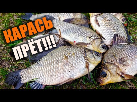 Видео: ВОТ КАК НУЖНО ЛОВИТЬ КАРАСЯ! Ловлю карася весной на реке... #рыбалка #карась