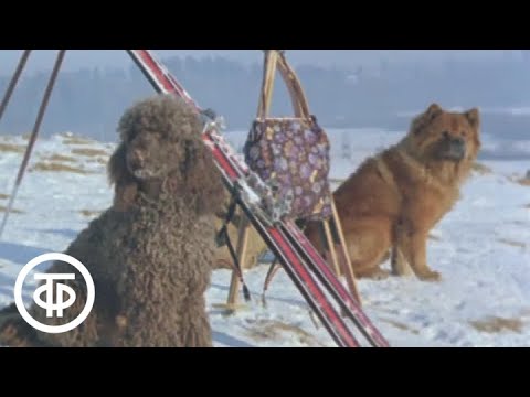 Видео: Январь. Из цикла "Двенадцать месяцев" (1977)