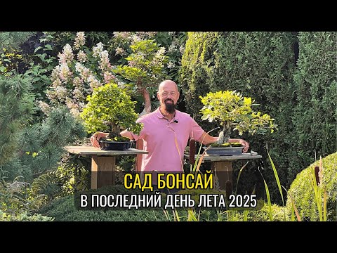 Видео: Сад бонсай в последний день лета 2025