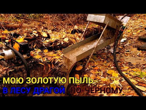 Видео: ЗОЛОТО ИЗ ЛЕСА ДРАГОЙ