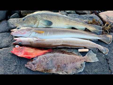 Видео: Зимняя Норвегия РАДУЕТ! Рыбалка с лодки в Норвегии в январе 2025