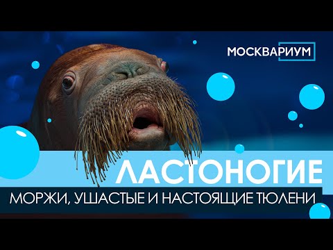 Видео: Ластоногие: моржи, ушастые и настоящие тюлени