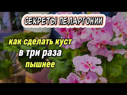 Видео: Секреты пеларгонии: куст пышнее, цветение обильнее и ярче