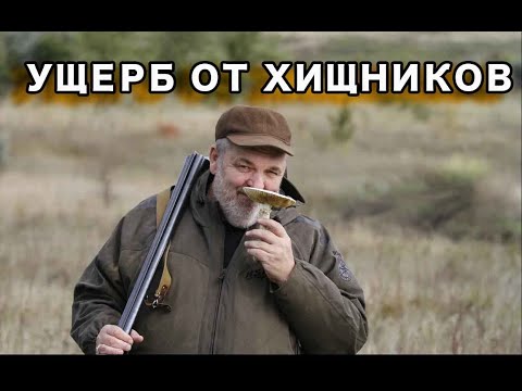 Видео: Ущерб от хищников