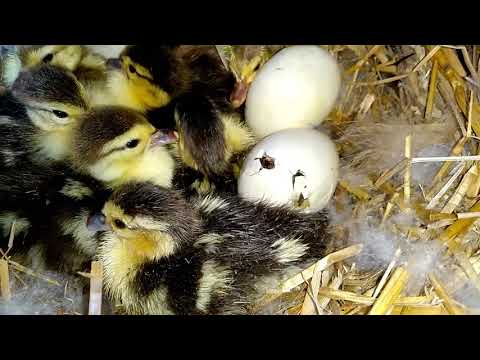 Видео: Вылупление утят..От А до Я