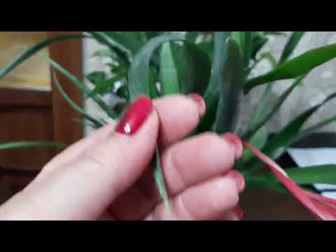 Видео: СЛЁЗЫ КОРОЛЕВЫ. Бильбергия. 13.12.2022.