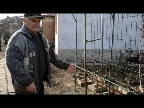 Видео: АКТИНИДИЯ: Спасаем актинидию от зимне-весеннего вымокания