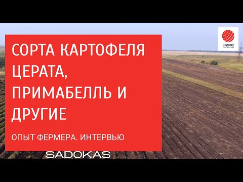 Видео: Опыт выращивания сортов картофеля Церата, Примабелль и других. Интервью с фермером.