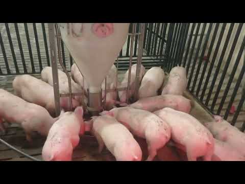 Видео: Пару часов, как свиноводы - первые впечатления! Свиноводство в радость!!! Турбомат - кормушка.