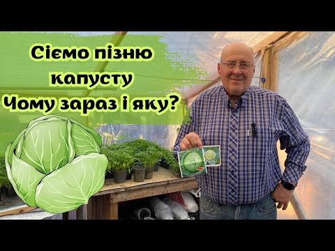 Видео: Сіємо пізню капусту! Чому зараз і яку?
