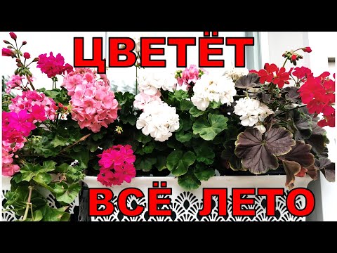 Видео: Сделай так и ваши пеларгонии будут цвести все лето. Три важных совета подкормки