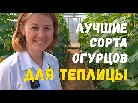 Видео: Продлеваем плодоношение огурцов и увеличиваем урожай. Лучшие сорта огурцов для выращивания в теплице