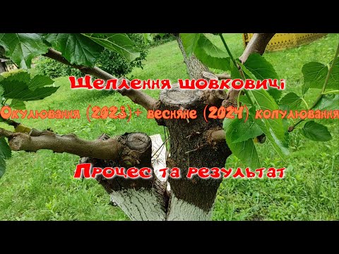 Видео: Щеплення шовковиці.Літнє окулювання.Весняне копулювання.Процес та результат.Висновки.