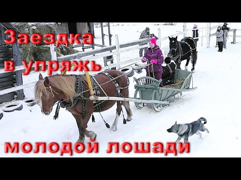 Видео: Приучаем к хомуту и шлее молодую лошадь. Подготовка к заездке в сани.