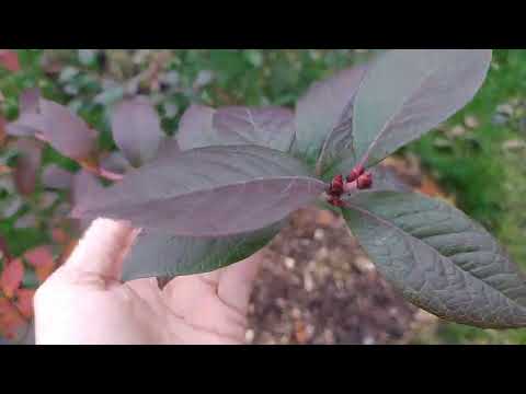 Видео: Голубика на 18 октября 2025