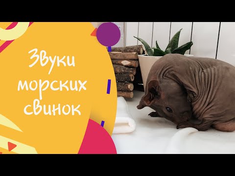 Видео: Звуки морских свинок. Что они означают?