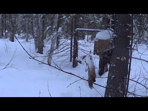 Видео: Охота на Куницу капканами. сезон 23-24г.  НАЧАЛО ФЕВРАЛЯ.