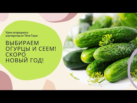 Видео: Выбираем огурцы и СЕЕМСЯ...Скоро Новый Год!