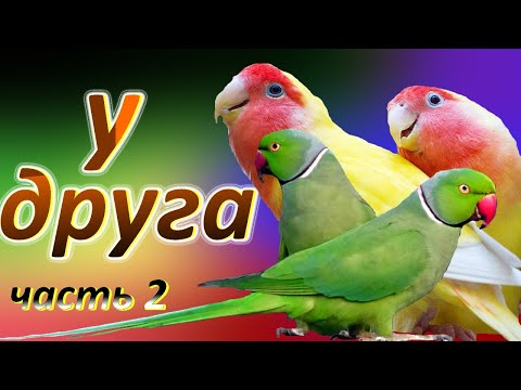 Видео: заглянул к другу/ожереловые попугаи неразлучники