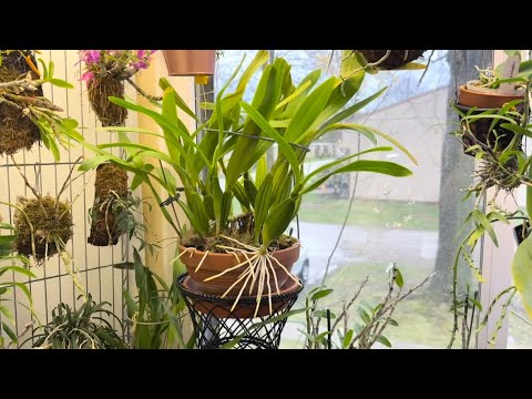 Видео: Энциклии в коллекции орхидей . Encyclia rioclarense , radiata, chacoensis . Растут и не цветут 😱❤️
