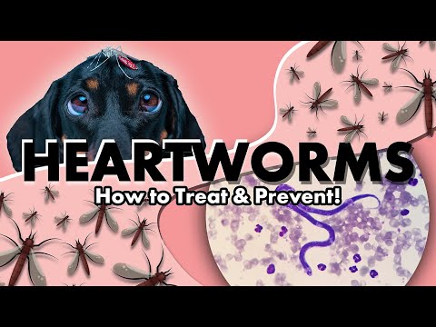 Видео: Глубокое исследование дирофиляриоза! Варианты лечения и профилактики