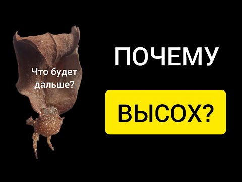 Видео: ПОЧЕМУ лист замиокулькаса ВЫСОХ при укоренени | Что на это влияет?
