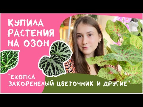 Видео: "Корни Сгнили, но Ваше Растение Здорово!" Бегонии, Каладиум с ОZON. EXOTICA, Закоронелый Цветочник..