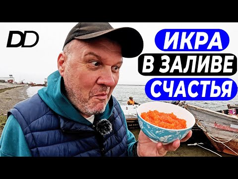 Видео: ПОЕСТЬ ИКРЫ В ЗАЛИВЕ СЧАСТЬЯ! НАЛОВИЛИ С РЫБАКАМИ ГОРБУШИ И ПРИГОТОВИЛИ ИКРУ ПРЯМО В ЛОДКЕ!