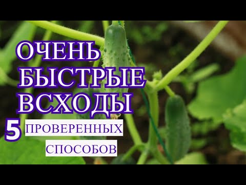 Видео: 5 проверенных способов ускорить прорастание семян огурца. Посадка огурцов.