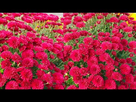 Видео: ХРИЗАНТЕМА ПЕРЕД КОТОРОЙ НЕ УСТОЯТЬ. НОВАЯ ДЕСЯТКА СОРТОВ ВАШЕМУ ВНИМАНИЮ.