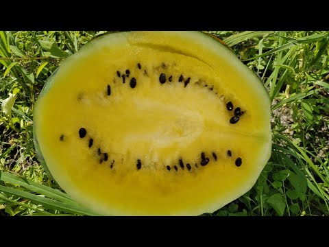 Видео: Арбуз 🍉 ОРАНЖ КИНГ F1 от корейской компании NongWoo Bio.