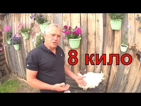 Видео: Огромный петух  Бройлер 8 кило в 3 месяца