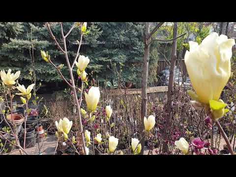 Видео: Магнолия Элизабет (Elizabeth) 2