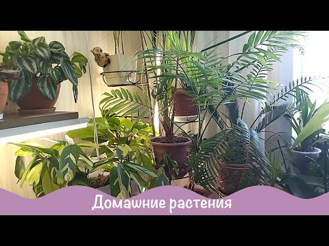 Видео: Комнатный садик. Домашние растения. 2ч