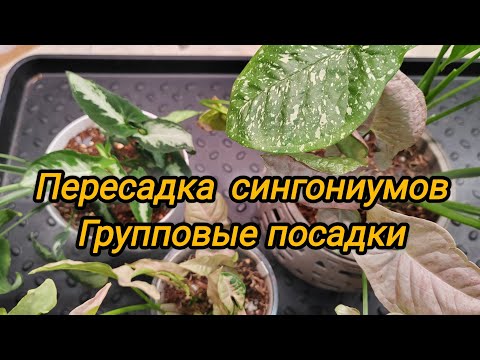 Видео: Пересадка сингониумов. Делаю групповые посадки