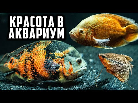 Видео: НЕ СИ ВИЖДАЛ ТАКЪВ АКВАРИУМ