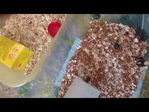 Видео: Мой опыт разведения мучных жуков и червей.