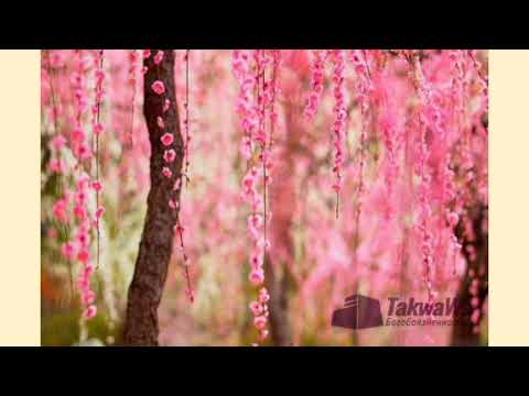 Видео: 🌹🌹Кори 🌹🌹Зубайдулло 🌹хамаи 🌹🌹 мавлудхои 🌹бехтарин🌹🌹