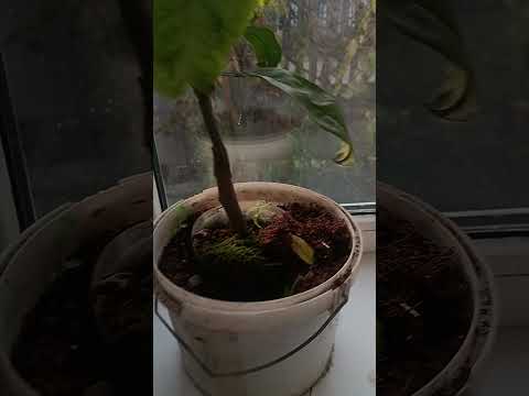 Видео: "А кто мне скажет,кто мне скажет,где мой дом?..."