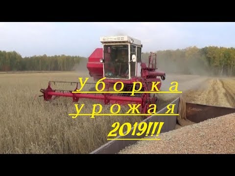 Видео: Уборочная 2019. Молотим по "Агронавигатору". Енисей 1200-1 и Мтз-80