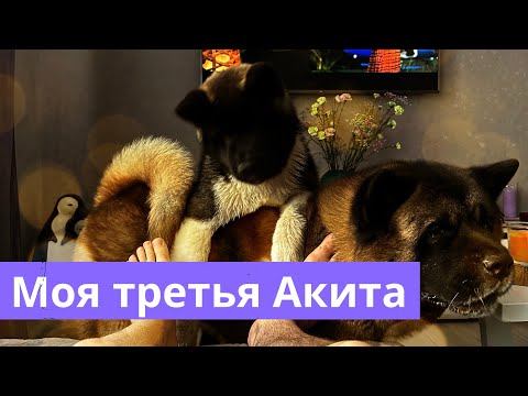 Видео: Моя третья Акита