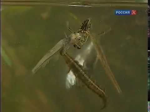 Видео: Миниатюрный подводный мир. Рассказы о природе.