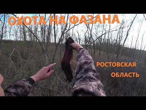 Видео: Охота на фазана...взлетают из-под ног...стреляю на вскидку!!!