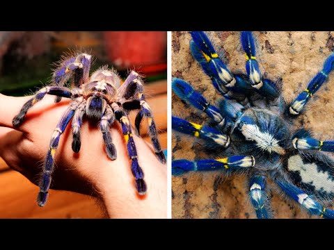 Видео: 10 Пауков, которые могут захватить ваше сердце